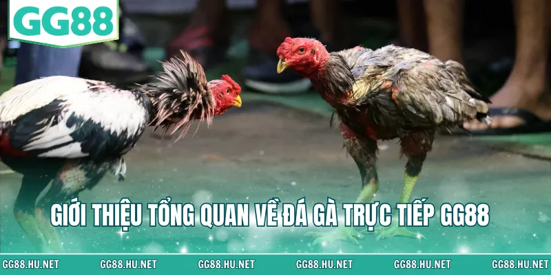 Giới thiệu tổng quan về đá gà trực tiếp GG88