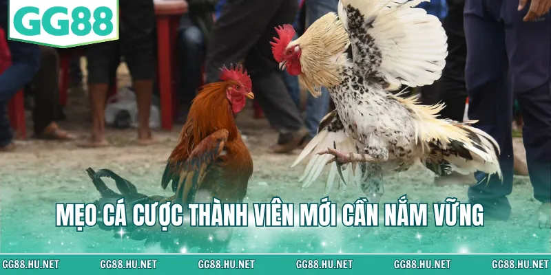 Mẹo cá cược thành viên mới cần nắm vững